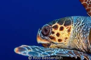 Caretta Caretta ( sea turtle ) by Rico Besserdich 